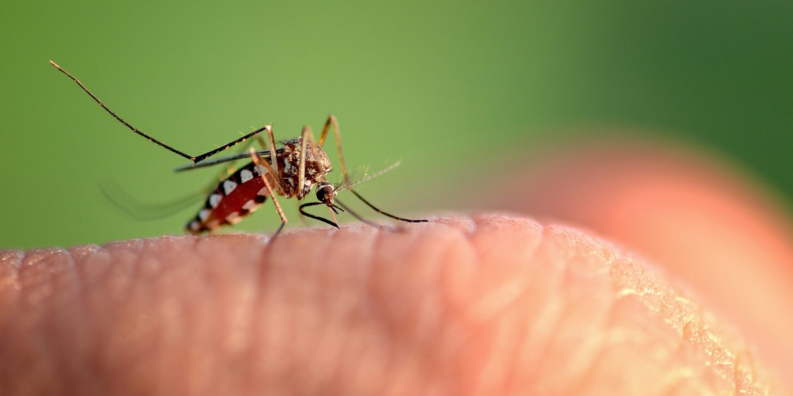 close-up macro mosquito bite hand more detail